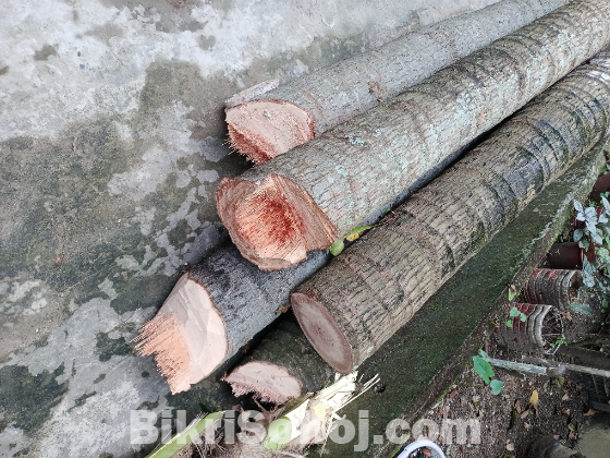 নারকেল গাছ